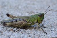 Pseudochorthippus parallelus