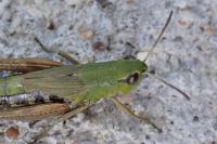 Pseudochorthippus parallelus
