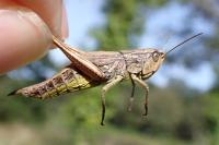 Pseudochorthippus parallelus
