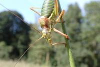 Ephippiger diurnus