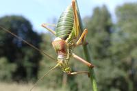 Ephippiger diurnus