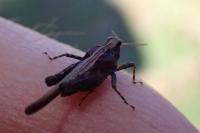 Tetrix subulata