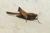 Tetrix subulata
