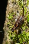 Nemobius sylvestris