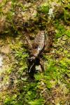 Nemobius sylvestris