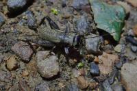Eumodicogryllus bordigalensis
