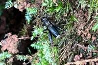 Nemobius sylvestris