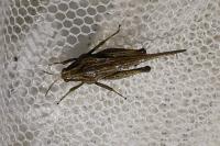 Tetrix subulata