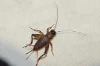 Nemobius sylvestris