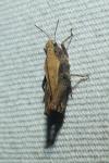 Tetrix undulata