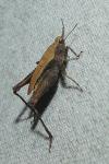 Tetrix undulata
