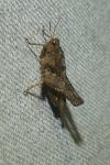 Tetrix undulata