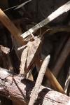 Tetrix undulata