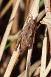 Tetrix undulata