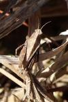 Tetrix undulata