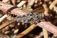 Tetrix ceperoi