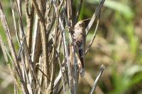 Aiolopus strepens