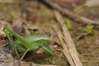 Isophya pyrenaea