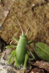 Isophya pyrenaea