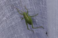 Leptophyes punctatissima