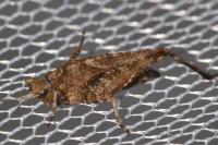 Tetrix undulata