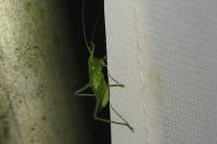 Tettigonia viridissima