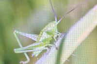 Tettigonia viridissima