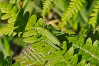 Tettigonia viridissima