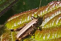 Pholidoptera griseoaptera