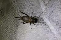 Gryllus campestris