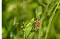 Tettigonia viridissima