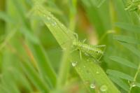Cyrtaspis scutata