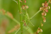 Tettigonia viridissima