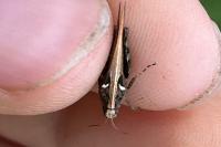 Tetrix subulata