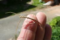 Clonopsis gallica