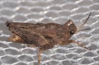 Tetrix undulata