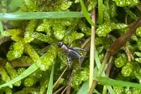 Nemobius sylvestris