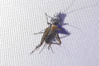 Nemobius sylvestris