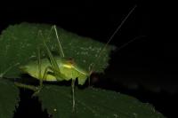 Isophya pyrenaea