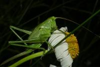 Tettigonia viridissima