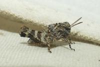 Oedipoda caerulescens