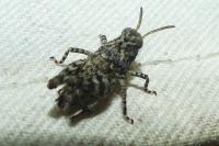 Oedipoda caerulescens