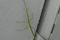 Clonopsis gallica