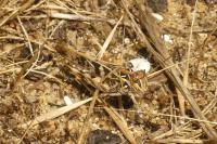 Oedaleus decorus