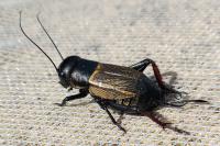 Gryllus campestris