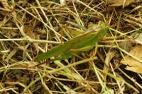 Tettigonia viridissima