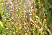Roeseliana roeselii