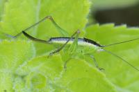 Conocephalus fuscus