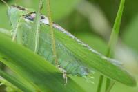 Tettigonia viridissima