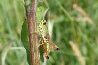 Pseudochorthippus parallelus